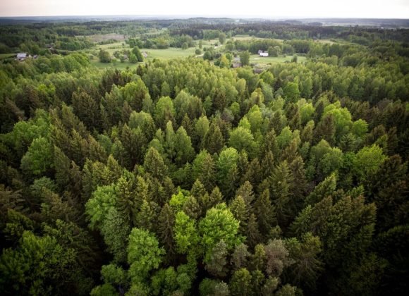 Naujame Miškų įstatymo projekte – didesnė miškų apsauga