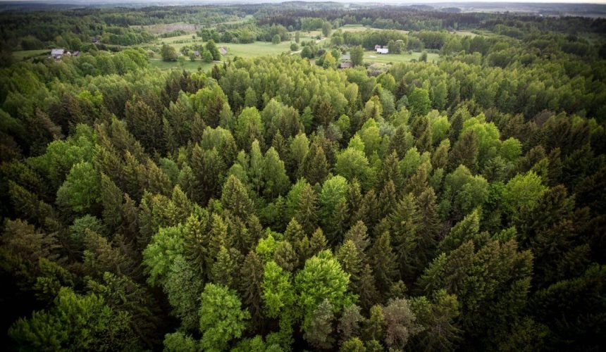 Naujame Miškų įstatymo projekte – didesnė miškų apsauga