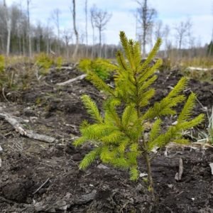 Miško sodinimo sezonas prasideda: kas gali gauti paramą?