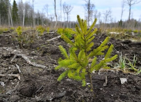 Miško sodinimo sezonas prasideda: kas gali gauti paramą?