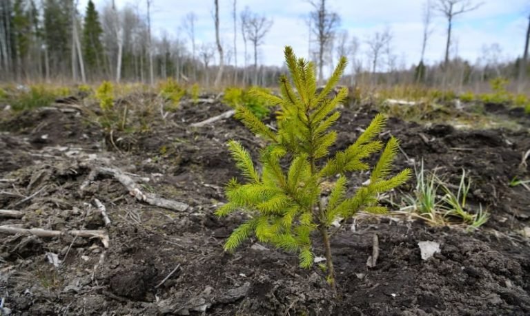 Miško sodinimo sezonas prasideda: kas gali gauti paramą?