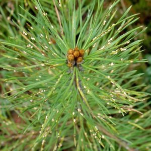 Paskelbta Lietuvos valstybinių miškų 2024 m. sanitarinės būklės apžvalga