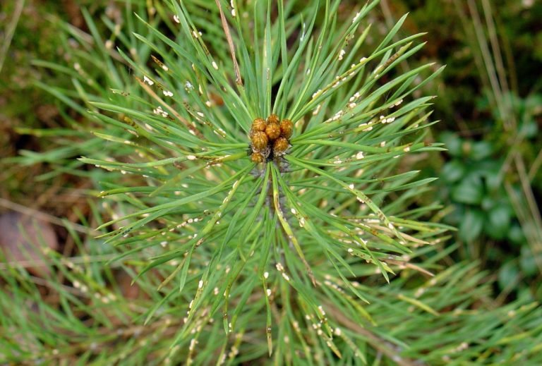Paskelbta Lietuvos valstybinių miškų 2024 m. sanitarinės būklės apžvalga