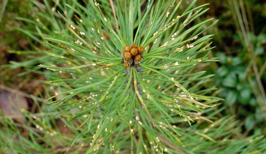 Paskelbta Lietuvos valstybinių miškų 2024 m. sanitarinės būklės apžvalga