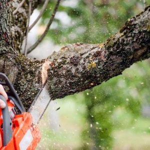 Medžių kirtimas ir genėjimas pavasarį: ką būtina žinoti