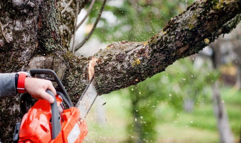 Medžių kirtimas ir genėjimas pavasarį: ką būtina žinoti