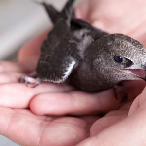 Nelieskime gamtoje sutiktų sveikų jauniklių – tai kenkia jiems