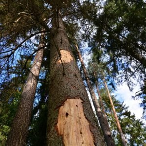 Kazlų Rūdoje dėl žievėgraudžio tipografo skelbiama stichinė nelaimė