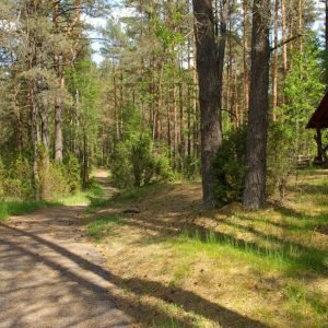 Premjerui ir socialiniams partneriams pristatytos rengiamo Miškų įstatymo projekto svarbiausios nuostatos