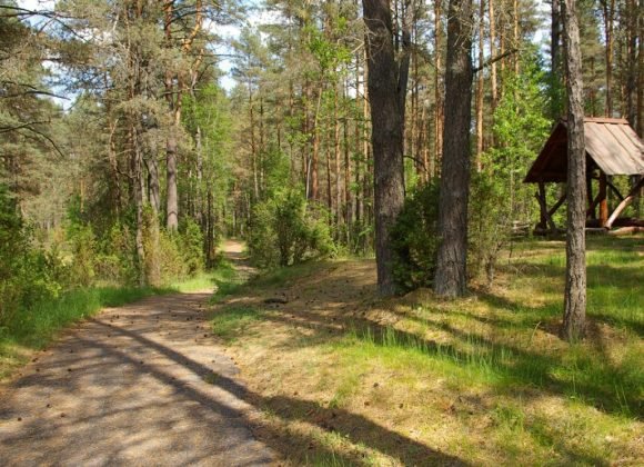 Premjerui ir socialiniams partneriams pristatytos rengiamo Miškų įstatymo projekto svarbiausios nuostatos