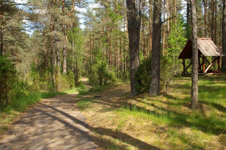 Premjerui ir socialiniams partneriams pristatytos rengiamo Miškų įstatymo projekto svarbiausios nuostatos