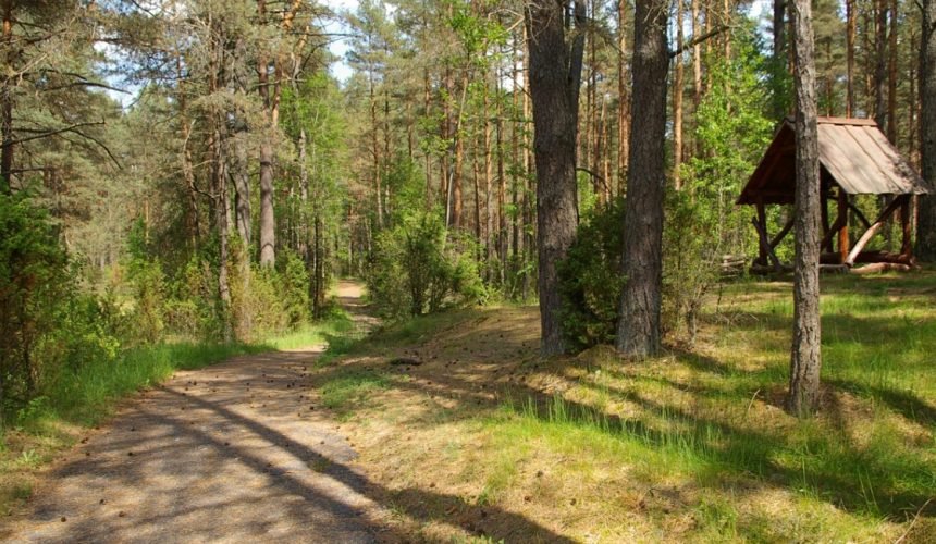 Premjerui ir socialiniams partneriams pristatytos rengiamo Miškų įstatymo projekto svarbiausios nuostatos