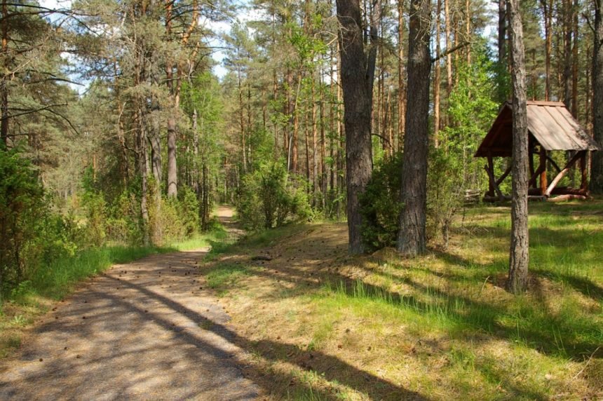 Premjerui ir socialiniams partneriams pristatytos rengiamo Miškų įstatymo projekto svarbiausios nuostatos