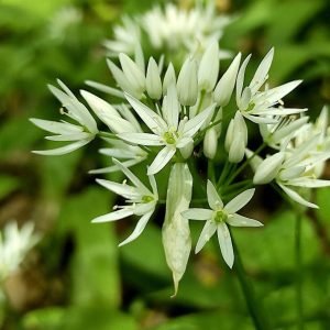 Su gamtos dovanomis elkimės atsakingai: prasidėjo meškinių česnakų sezonas