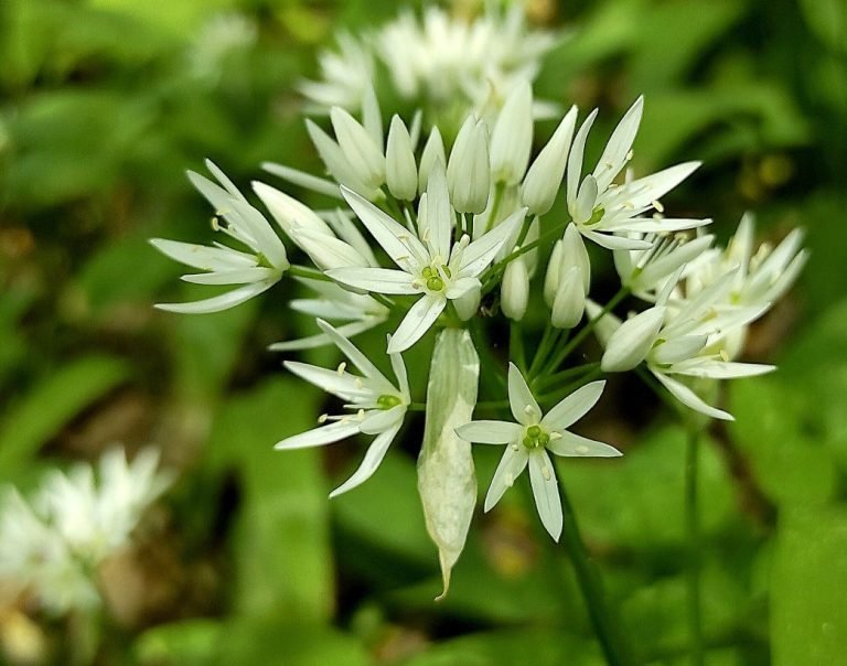 Su gamtos dovanomis elkimės atsakingai: prasidėjo meškinių česnakų sezonas