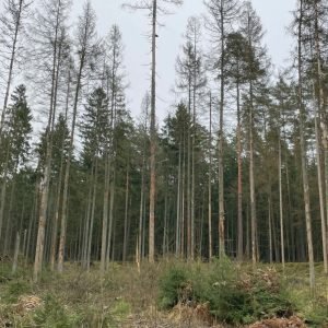 Ar galima savo miške iškirsti sausuolius?