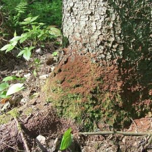 Stichinė nelaimė dėl žievėgraudžio tipografo skelbiama ir Vilniaus rajone