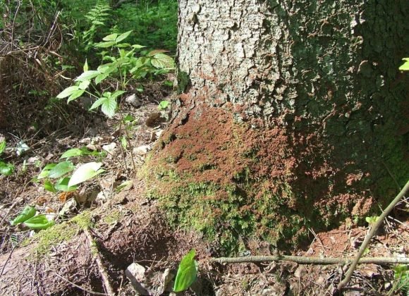 Stichinė nelaimė dėl žievėgraudžio tipografo skelbiama ir Vilniaus rajone