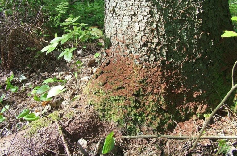 Stichinė nelaimė dėl žievėgraudžio tipografo skelbiama ir Vilniaus rajone