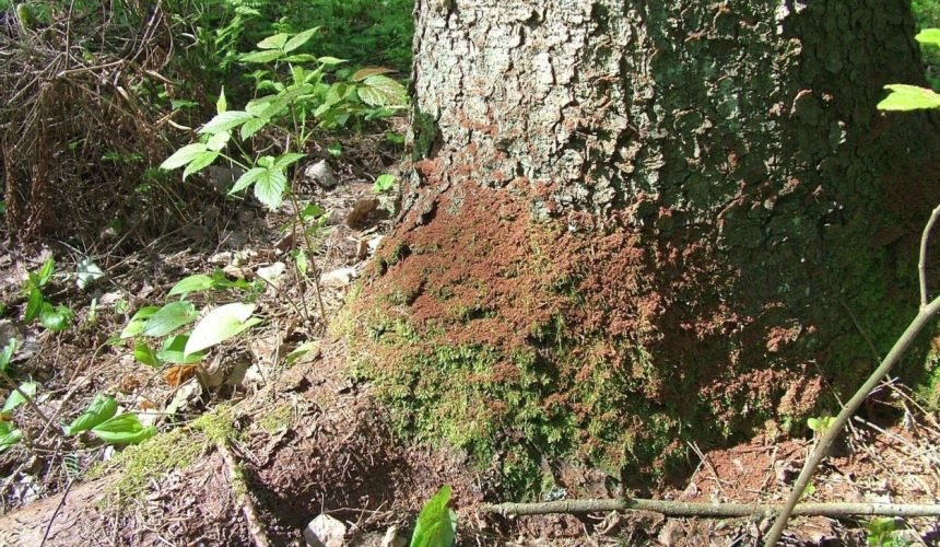 Stichinė nelaimė dėl žievėgraudžio tipografo skelbiama ir Vilniaus rajone