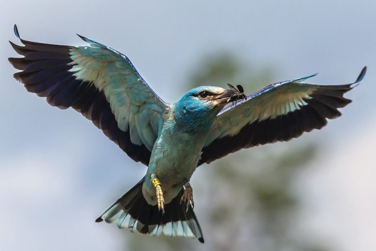 Pamatę gamtoje retą rūšį fiksuokite informacinėje sistemoje – padėsite ją saugoti