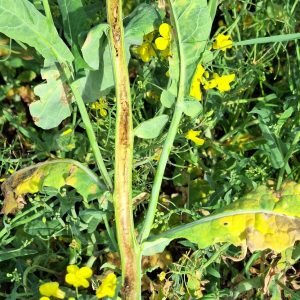 Neįprasti gegužės orai Lietuvos ūkius paveikė skirtingai: vienur skaičiuoja nuostolius, kitur tikisi įprasto derliaus