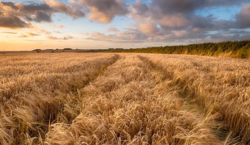 Pavojingos, kaip ir piktžolės: kodėl būtina kontroliuoti javų pabiras?