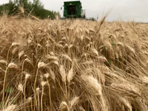 Zelbų šeimos ūkis šiaurės Lietuvoje ir natūralių miltų gamyba